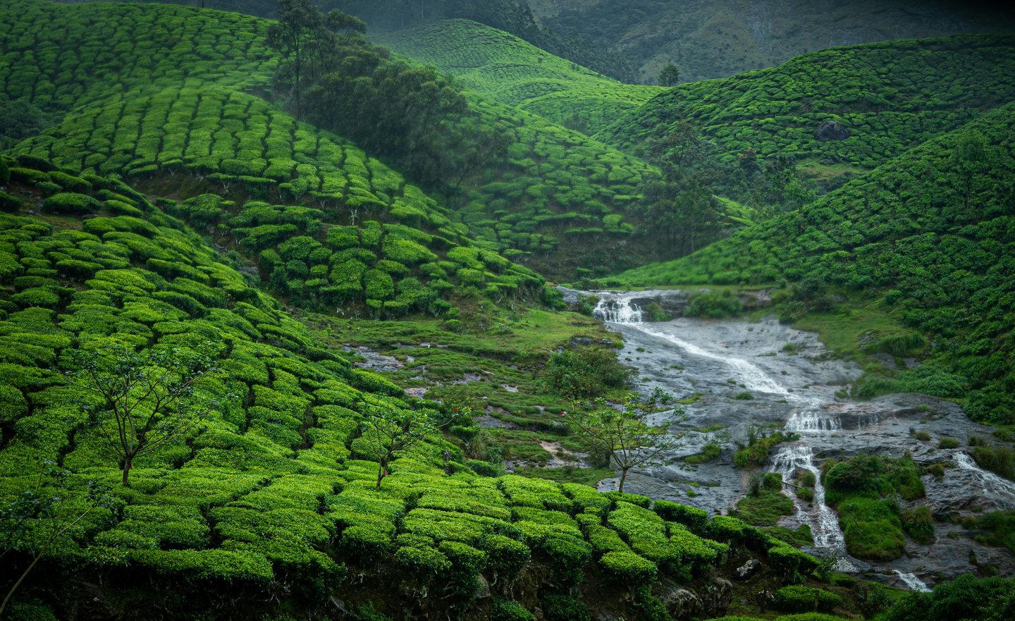 Lush tea plantations and a waterfall in Munnar, Kerala